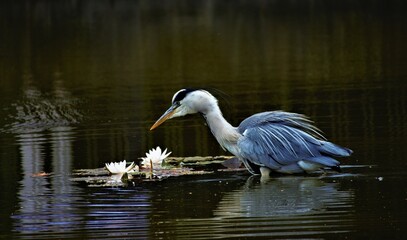 Gray Heron