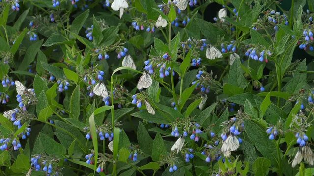 Fild flowers of common comfrey in garden. Medicinal plants in the garden. White butterfly cabbage on blue comfrey flowers