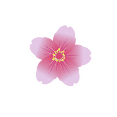 pink cherry flower isolated on white