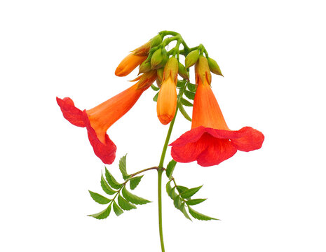 "Trumpet Vine" Images – Browse 4,769 Stock Photos, Vectors, and Video