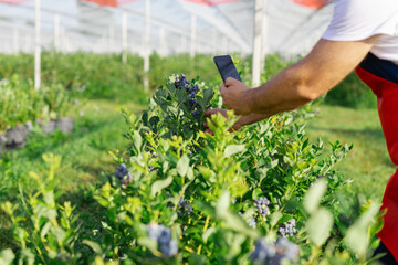 Farmer check fresh blueberries on a farm.