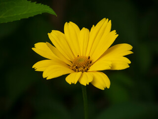 yellow flower
