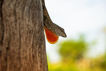 lizard in a tree