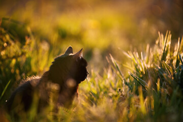 Bombay cat sits in a field of grass. Domestic cat walking outdoor