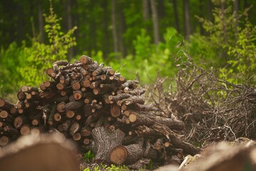 Deforestation. Stumps show that overexploitation leads to deforestation endangering the environment and sustainability. Pine tree forestry exploitation on a sunny day in the forests of Europe