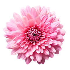 pink dahlia isolated on white background created with Generative AI 