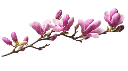 pink magnolia flowers isolated white background created with Generative AI 