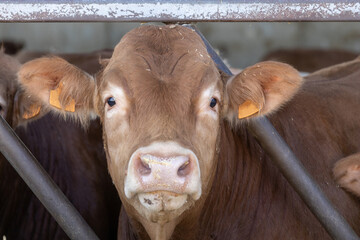 Limousin cow in a feedlot in Spain
