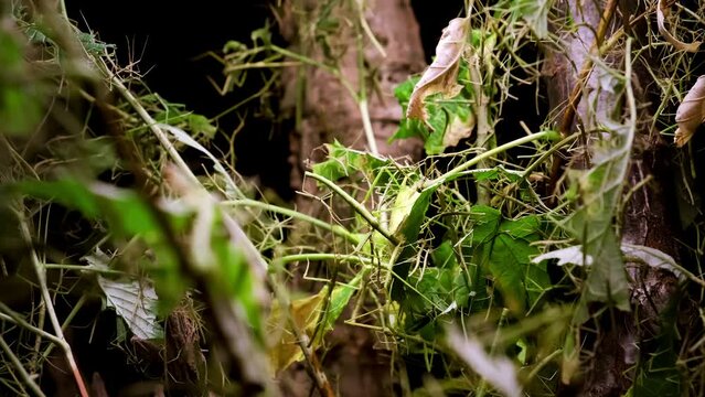 A lot of green stick insects or Phasmids camouflage on tree. Phasmatodea or Phasmatoptera. Walking stick insects, stick-bugs, bug sticks or ghost insect. Zoo terrarium. Breeding of exotic home pets.