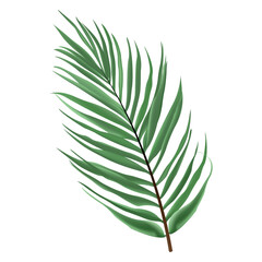 vector tropical leaves palm branch realistic composition with isolated