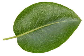 Obraz premium Pear leaves isolated on white