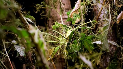 A lot of green stick insects or Phasmids camouflage on tree. Phasmatodea or Phasmatoptera. Walking stick insects, stick-bugs, bug sticks or ghost insect. Zoo terrarium. Breeding of exotic home pets