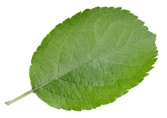 Obraz premium Apple leaves isolated on white