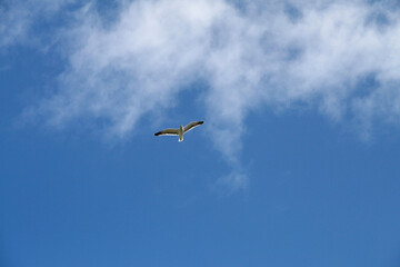 Low angle view of sea bird with cloud and  blue sky