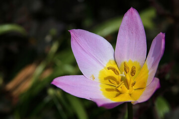 Fototapeta premium Closeup pink flower with sun light