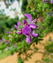 flowers in the garden