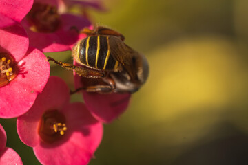 rear view of a honey bee on flower