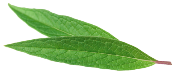 Fresh sesame leaves isolated on the white background.