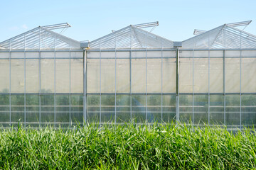 Obraz premium An industrial greenhouse growing tomato plants under a blue sky. Concept of industrial food production.