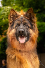 Portrait of a beautiful big german shepherd bright red sits on a chair