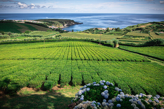 Extenso campo de t&eacute; en islas Azores