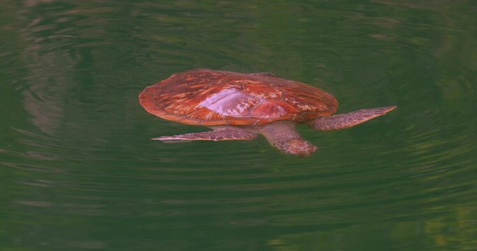 Green sea turtle (Chelonia mydas), heads-up, floating, breathing, Zen,, Trou aux Tortues, turtle hole, Ouvea Island, Loyalty Islands, New Caledonia. Endangered. Biodiversity. Natural habitat.