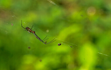 Mecynogea martiana spider on its web