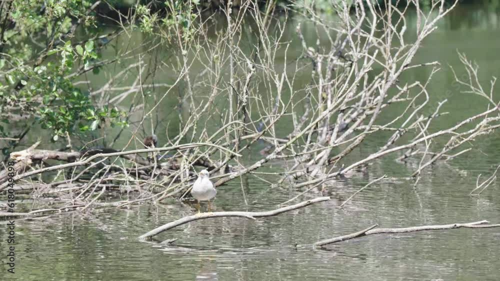Poster a single bird stands on the branch of a tree part submerged in water