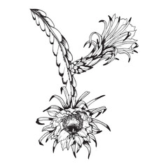 Vector Epiphyllum cactus branches with flowers. Black and white outline illustration of dragon fruit flower graphic clipart. Tropical exotic plant