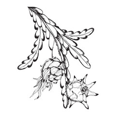 Pitaya dragon fruits vector graphic branches in black white outline sketch illustration of exotic tropical plant