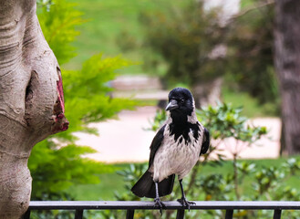 magpie on iron fence in park