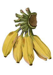 Watercolor bunch of bananas png
