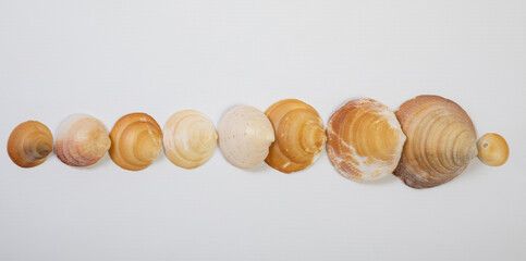 Halves of yellow and white seashells on a white background in a row, top view