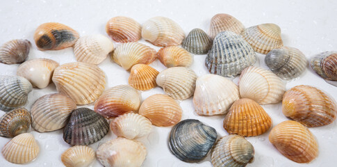 Multicolored halves of seashells on a white background with water drops