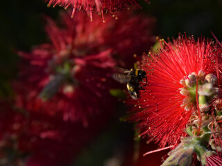 Bumble bee pollinating and landing on brush flowers