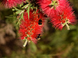 Bumble bee pollinating and landing on brush flowers