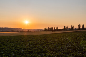 A spectacular Dutch sunset with an amazing coloured sky with the rolling hills in an Italian landscape with the Tuscan Poplar trees and in the front a field of wheat and grain. 