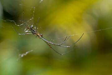 Mecynogea martiana spider on its web