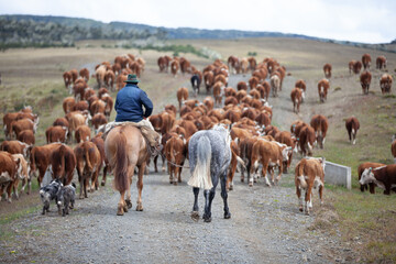 Hereford cattle ranch in south patagonia argentina  - obrazy, fototapety, plakaty