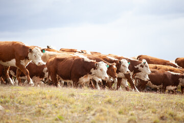 Hereford cattle ranch in south patagonia argentina 