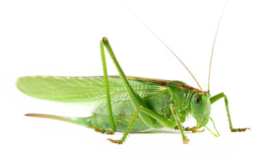 Orthoptera-Tettigoniidae, bush cricket, 