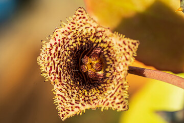 closeup of the flower of a succulent