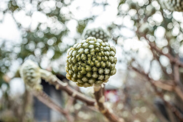 和紙の原料ミツマタの蕾　Buds of Edgeworthia chrysantha