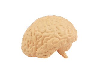 Human brain model isolated on white background. 