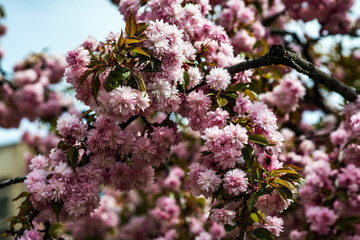 Beautiful pink sacura branches on tree.