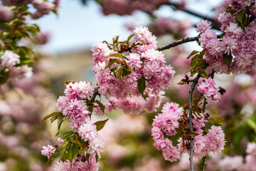 Beautiful pink sacura branches on tree.