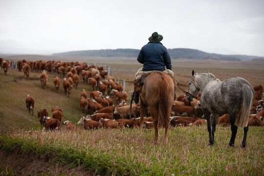 Hereford cattle ranch in south patagonia argentina 