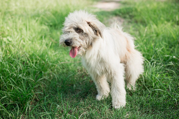 Cute dog sit on the green park. Funny playful happy dog running in the grass and smiling. Dog tongue, web banner with copy space. Image of beautiful animal.