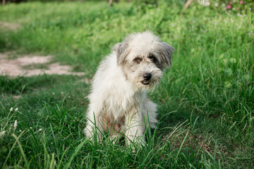 Cute dog sit on the green park. Funny playful happy dog running in the grass and smiling. Dog tongue, web banner with copy space. Image of beautiful animal.