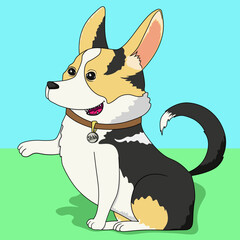 Little pretty pappy corgi